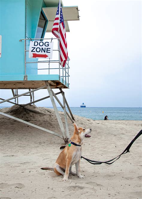 Rosie's dog beach long beach - This place is what I imagine heaven to be like: a huge beach with a ton of doggies running around off leash, carefree, jumping in and out of the water, playing fetch, smelling dog 